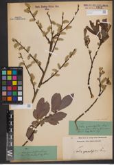 Foto von Salix appendiculata Vill.
